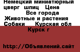 Немецкий миниатюрный(цверг) шпиц › Цена ­ 50 000 - Все города Животные и растения » Собаки   . Курская обл.,Курск г.
